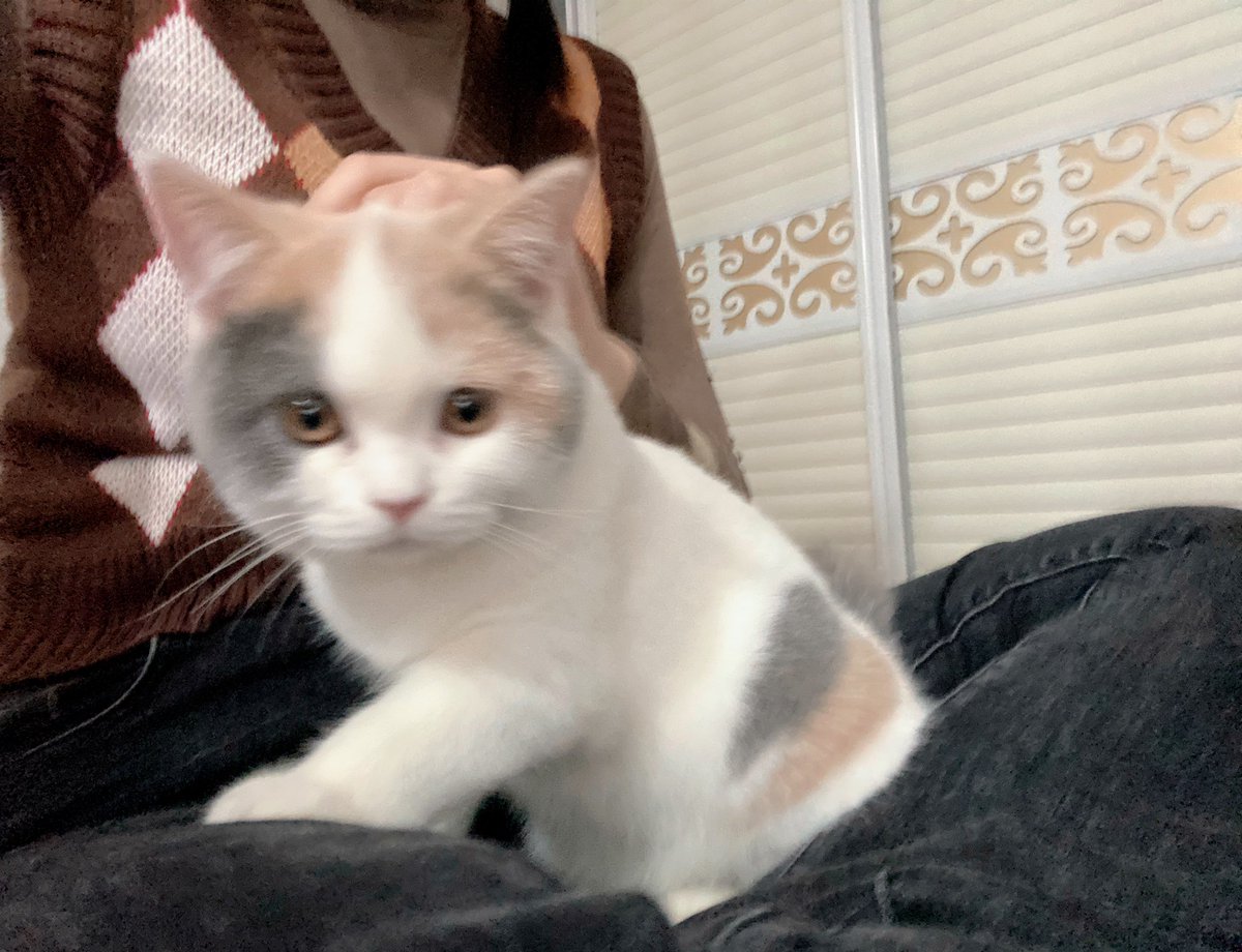 she is soooo cute

#cats #pets