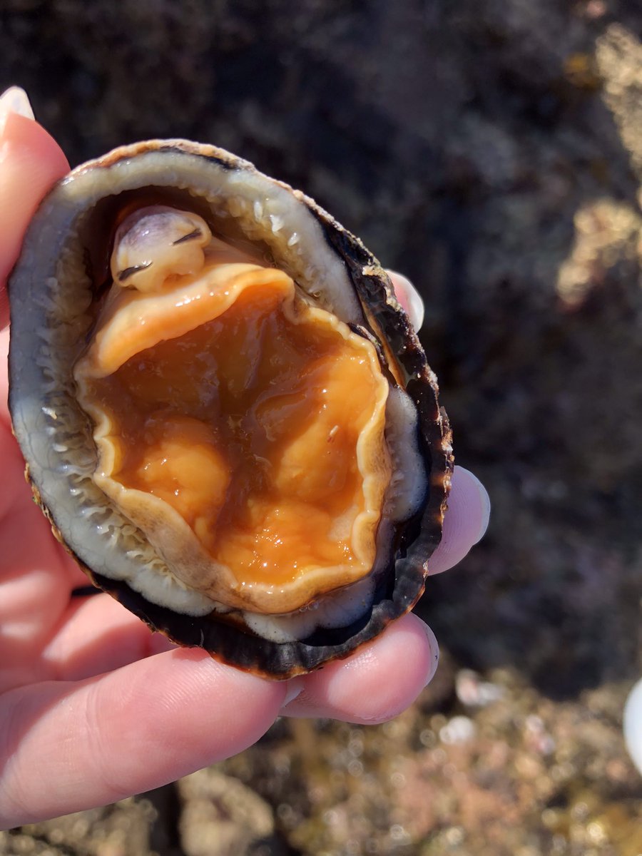erica_at_work's tweet photo. Had a successful trip sampling limpets on Catalina island last week! 

Thanks to everyone at @USCWrigley for the amazing trip👏🏻

And shout out out to @Camille_Rums for being a super field assistant! https://t.co/3IzsMrKS57