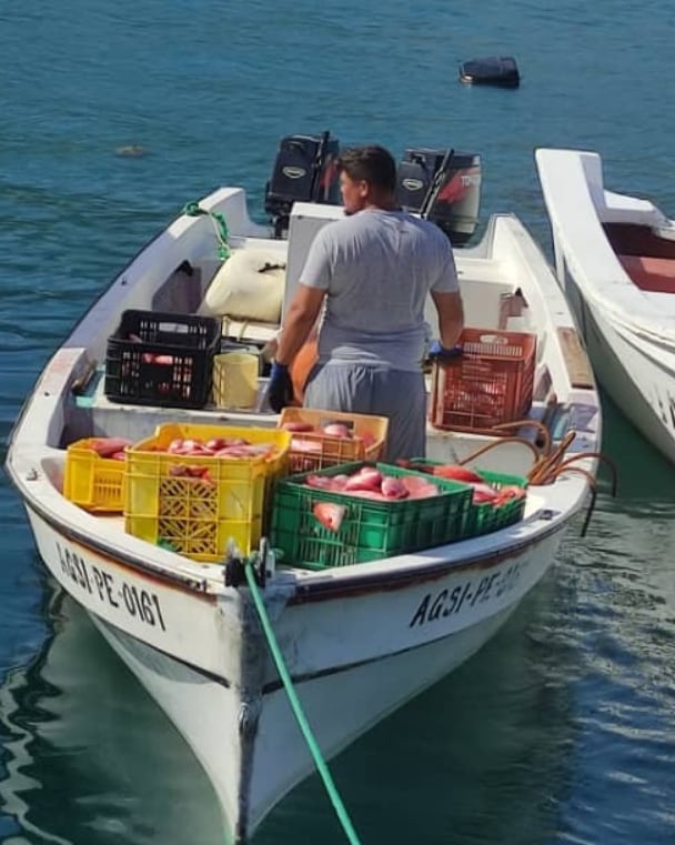 InsopescaG's tweet photo. Reporta más 21.340 kgs capturados de pescado en el estado La Guaira en tan solo una semana de faena.
Los pescadores y pescadoras notificaron a los inspectores e inspectoras del @insopesca la captura de esta gran cantidad de especies marinas que benefician al Pueblo
@Minpescave2 https://t.co/b4dJ6fbid8