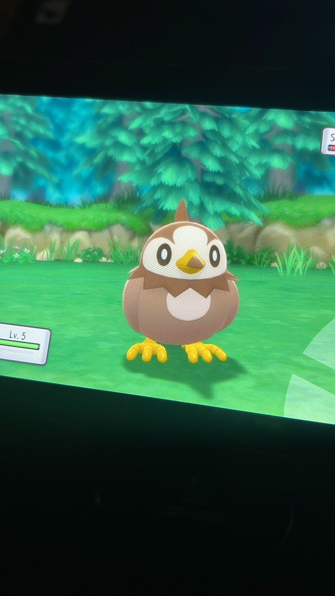 pintsizdpixel's tweet photo. When you’ve restarted 408 for a shiny Turtwig and a shiny Starly turns up… 
😩😰 
Wth do I do?!
##PokemonBrilliantDiamond https://t.co/FUUk62wpCM