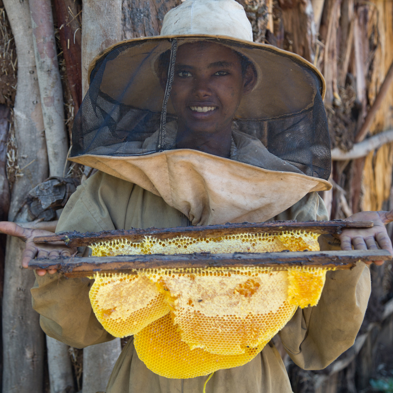 Final 24 hours to double your donation in The Big Give Christmas Challenge 2021 - last chance to help us grow the good that bees bring for people and for nature. Every £1 you give matched by the wonderful @Ethiopiaid link.beesfd.org/biggive #ChristmasChallenge21