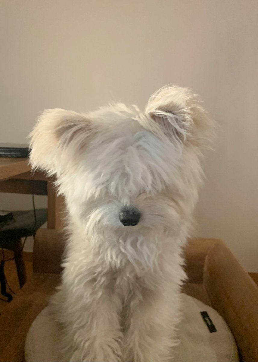 doggybom's tweet photo. 겸돌아 이제 이발해야 할 것 같은데...? https://t.co/qYg1NVCp1F