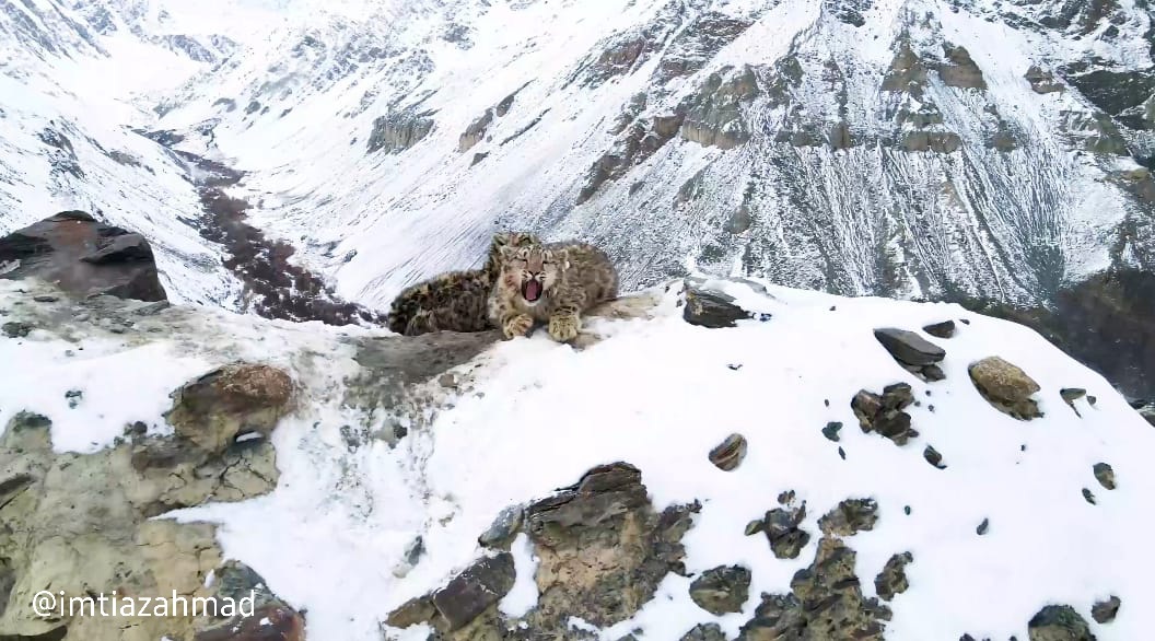 More recently, the joy of my life has been following and filming the lives of two #snowleopard cubs since birth.  #EncounterUncia
@SnowLeopardNet @WWF @gslep_program @PantheraCats