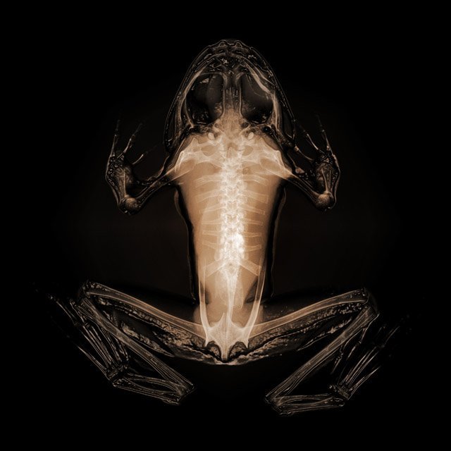 Save Ghana Frogs tweet media