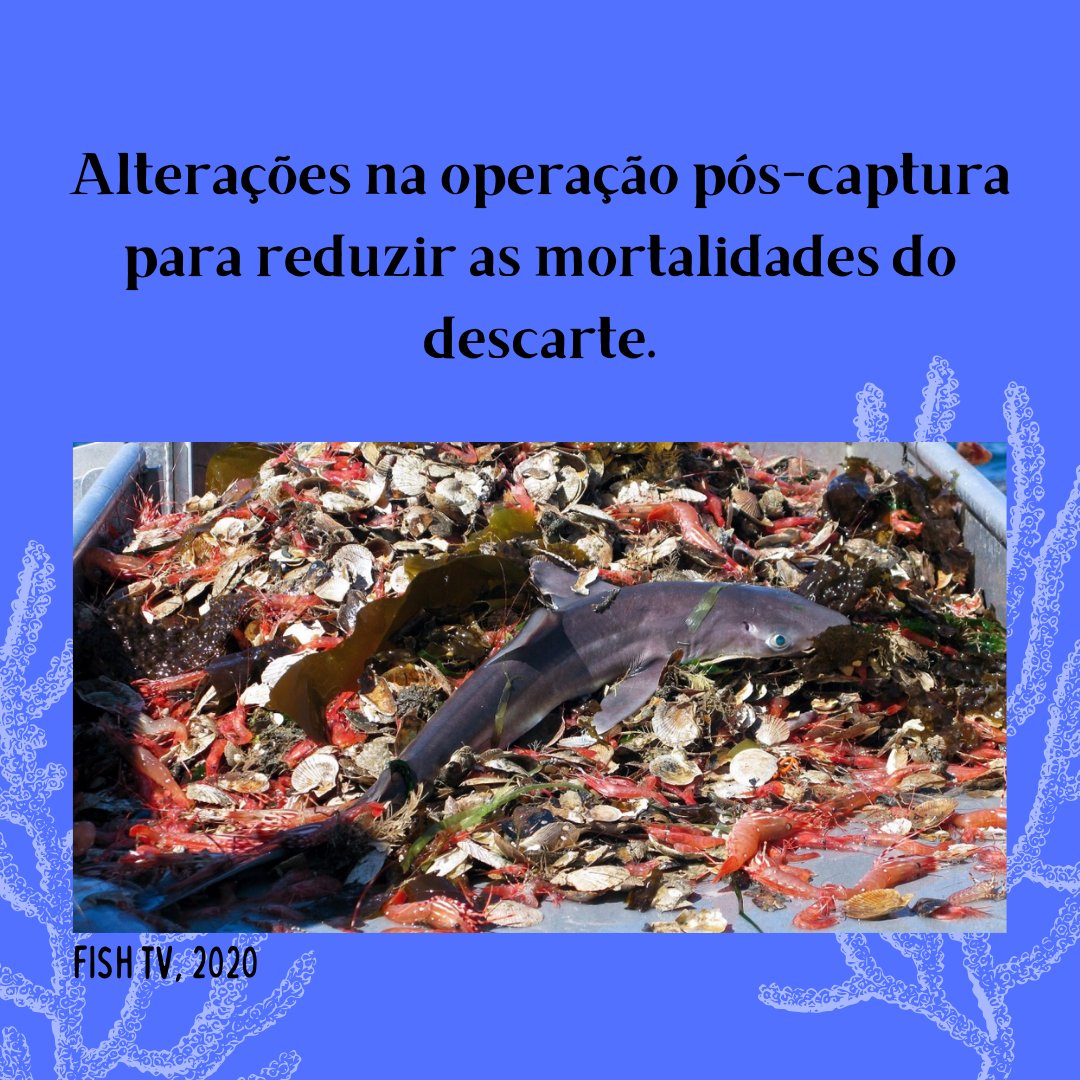 labictioufs's tweet photo. Oi, pessoal! Lembram dos posts da semana passada? Nós vimos um pouco sobre a pesca de arrasto e o ByCatch. Depois revise o conteúdo aqui no perfil, certo? 😉

Hoje nós vamos aprender sobre a gestão pesqueira. ⬇️

Saiba mais em: https://t.co/mYuavgSD52

#icththyology #bycatch https://t.co/uQqaJ826e5