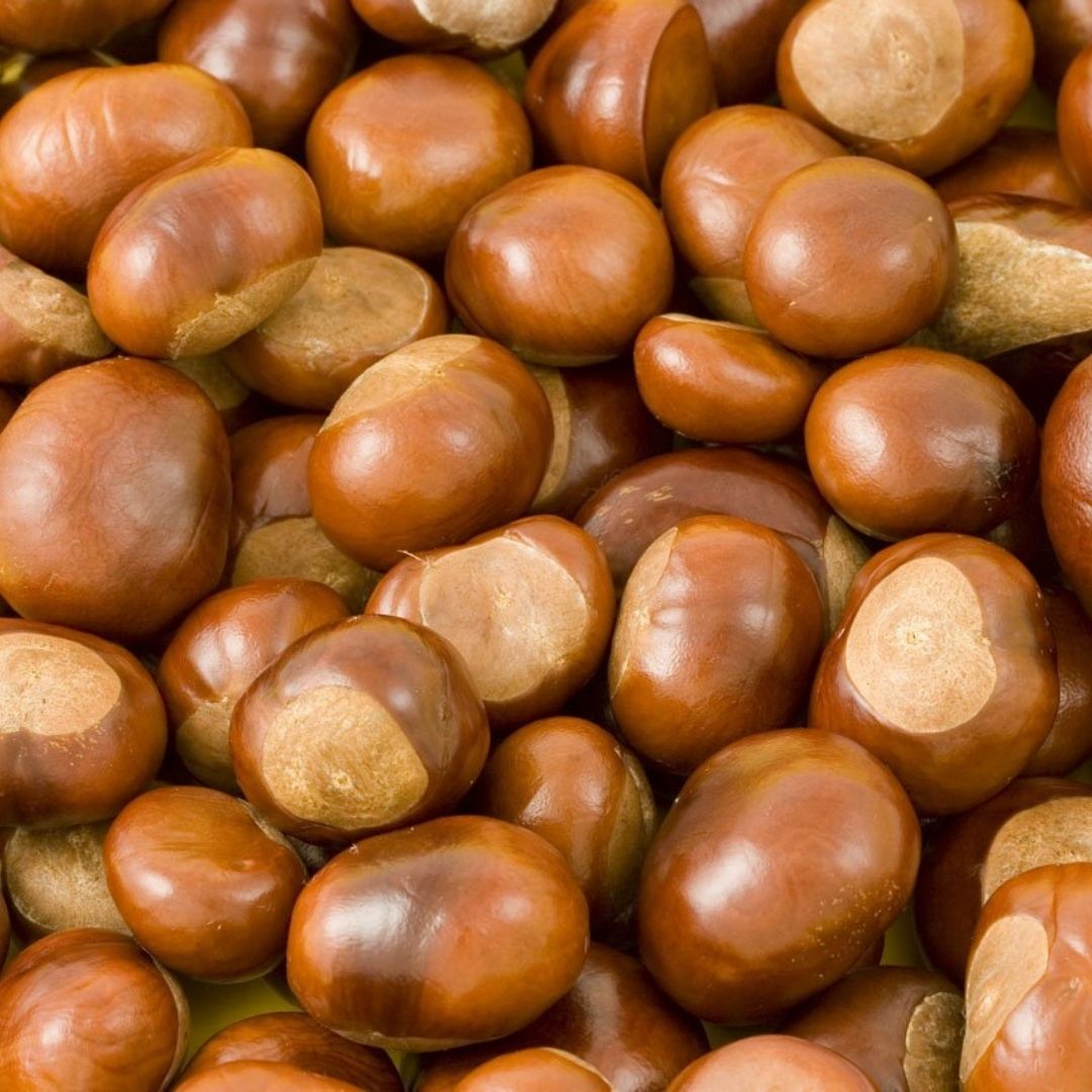fieldandforest1's tweet photo. Eating seasonally is becoming more important, with pressure on supply chain highlighting gaps between what we want and what we can get.

December Christmas classics are now in season including Parsnips, Chestnuts, Brussel Sprouts and Red Cabbage.

#vegan #fruit #vegetables https://t.co/nBfuvCWF6R