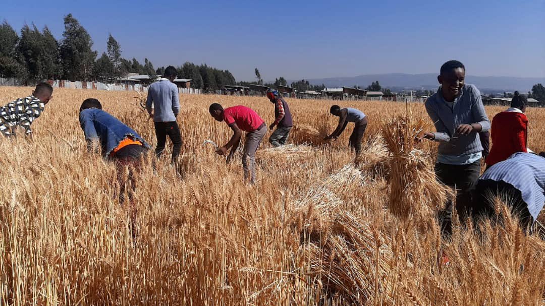 AbiyAhmedAli's tweet photo. አርሶ አደሩን ማኅበረሰባችንን በመኸር ስብሰባ ለመደገፍ በዚህ ሳምንት ለተሠማራችሁ የሁለተኛ ደረጃ ተማሪዎች እና አስተማሪዎች በሙሉ አድናቆቴ ይድረሳችሁ። እንደ ሀገር በአንድነት ሆነን በጽናት ጉዟችንን እንቀጥላለን! https://t.co/3qyNJYU6id