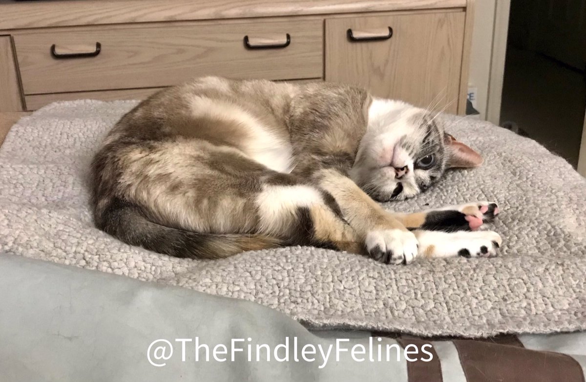 FindleyFelines's tweet photo. Happy #MischaMonday!  Mischa is wondering what Santa Paws is going to bring her for Christmas!😉🎄

#cat #cats #catsofinstagram #catsoftwitter #kitty #rescuekitty #rescuecat #adoptdontshop #cutecats #gato #catlover #blueeyedcat #ilovemycat #catlife #meow https://t.co/H3U8PMCKns