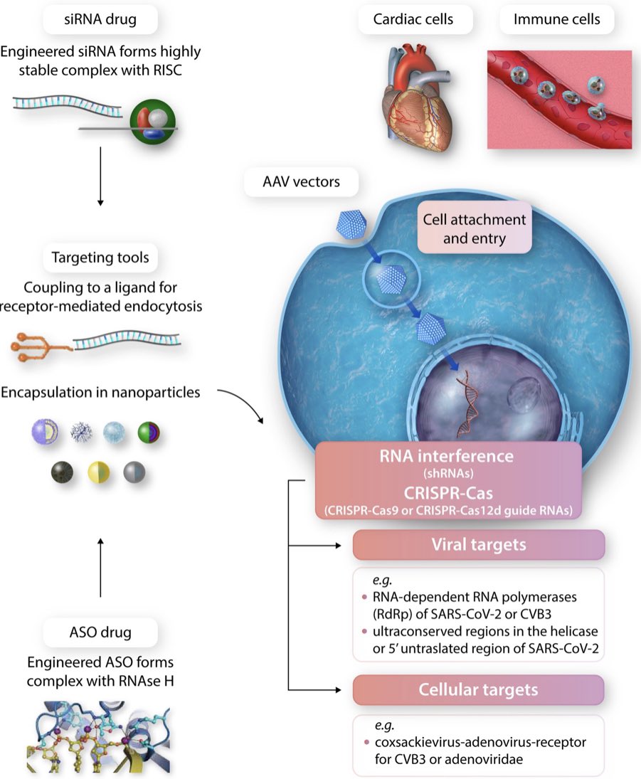 Shining the SPOTLIGHT on #Cardiovascular #Immunology

Discover the latest evidence on #viral infections of the #heart in this must-read #CardiovascularResearch Spotlight Review ⬇️

More in the latest issue 👉academic.oup.com/cardiovascres/…

#myocarditis #DCM #SARSCoV2 #cardioimmunology