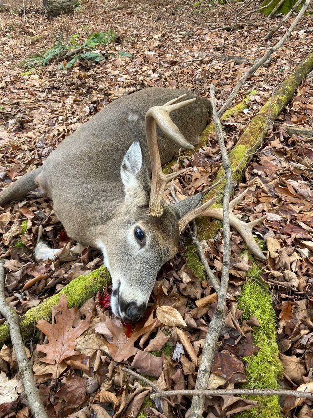 First buck in 9 years going to my freezer very soon