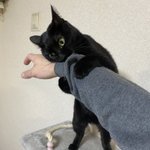 ただ撫でたかっただけなのに…w飼い主の手にブチ切れる猫!