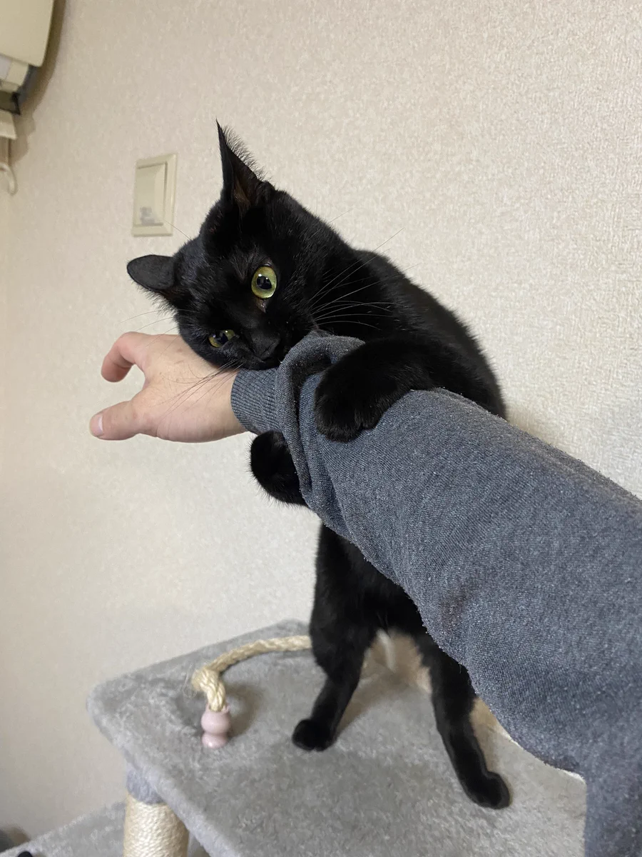 ただ撫でたかっただけなのに…ｗｗ飼い主の手にブチ切れる猫！