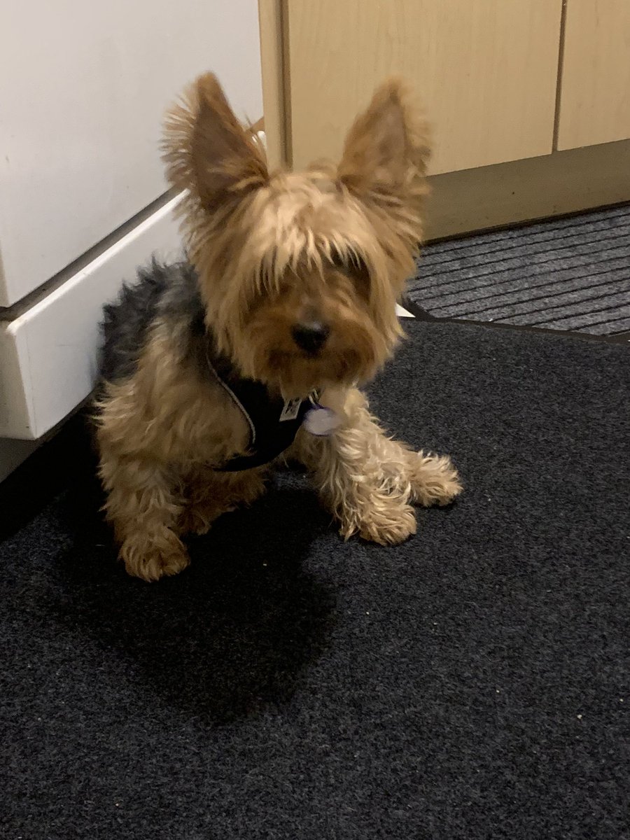 carebeartalker's tweet photo. @breakfasttv @DinaPugliese @FrankFerragine @Sid_Seixeiro Here’s my new friend Bailey! He’s 5 years old and his owner couldn’t take him with her to her new condo! He’s precious! He adapted very well! https://t.co/iNng0aYWYK