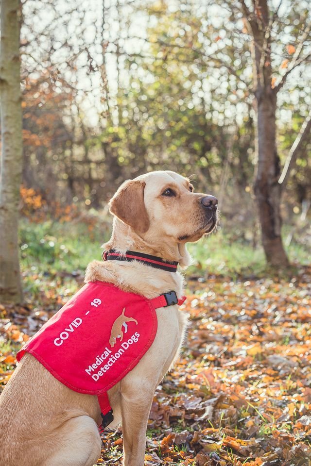 LSHTM's tweet photo. #COVID19 dogs could revolutionise how we detect the virus.

But these clever canines need your help getting odour samples 🐕‍🦺

If you've taken a positive #PCR test in the past 3⃣ days, find out how you can volunteer 👉 https://t.co/XcGCjn1QaJ

@MedDetectDogs @durham_uni https://t.co/o3COVNWuGx