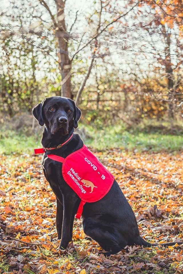London School of Hygiene & Tropical Medicine (@lshtm) on Twitter photo #COVID19 dogs could revolutionise how we detect the virus.
But these clever canines need your help getting odour samples 🐕🦺
If you've taken a positive #PCR test in the past 3⃣ days, find out how you can volunteer 👉 bit.ly/32T9NSA
<a href="/MedDetectDogs/">Medical Detection Dogs</a> <a href="/durham_uni/">Durham University</a> #COVID19 dogs could revolutionise how we detect the virus.
But these clever canines need your help getting odour samples 🐕🦺
If you've taken a positive #PCR test in the past 3⃣ days, find out how you can volunteer 👉 bit.ly/32T9NSA
<a href="/MedDetectDogs/">Medical Detection Dogs</a> <a href="/durham_uni/">Durham University</a>