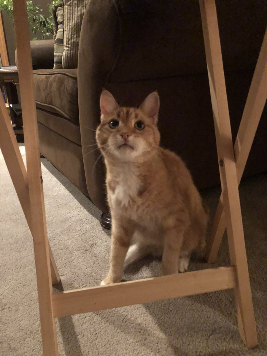 Luke Griffith tweet media