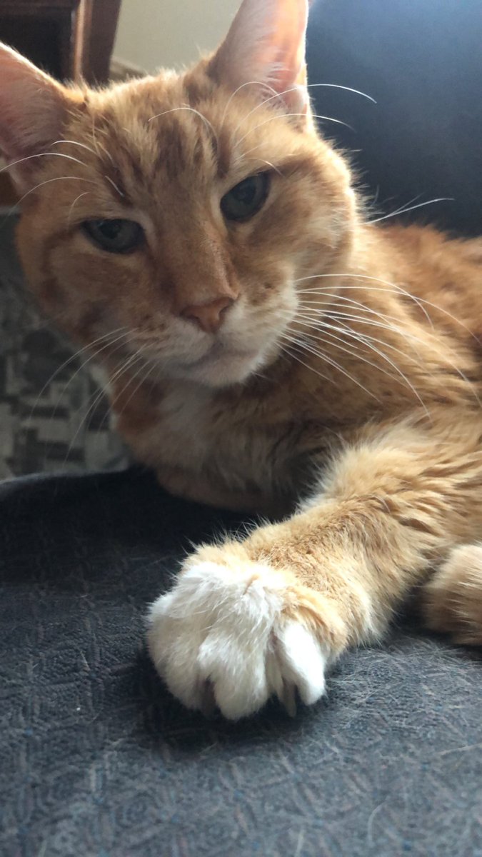 Luke Griffith tweet media