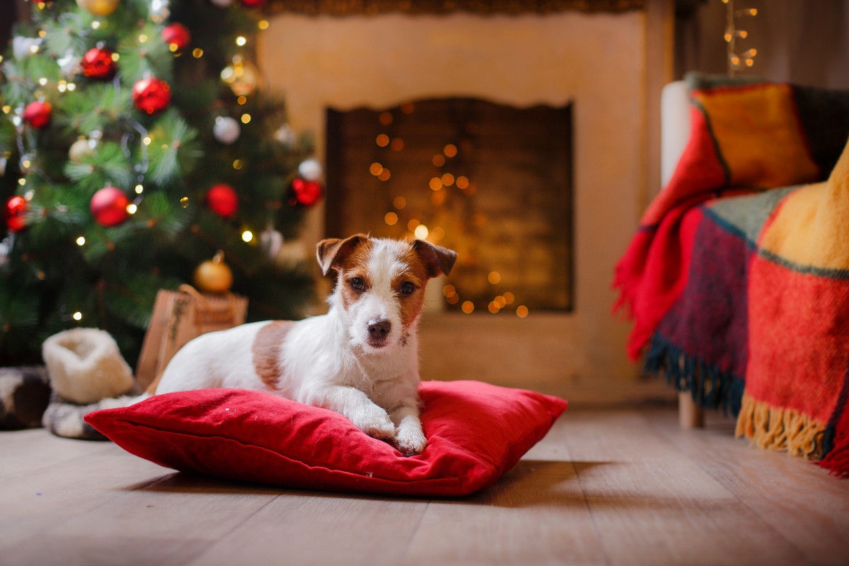Piries_Hotel's tweet photo. Your pooch is on the nice list this year, so treat them to a SuPaw Stay!🐾

Edinburgh has TONNES of dog friendly activities for you and your BFF  to enjoy together.

#DogFriendlyHotel #DogFriendly #SuPawStay https://t.co/C3oMPFtwZA