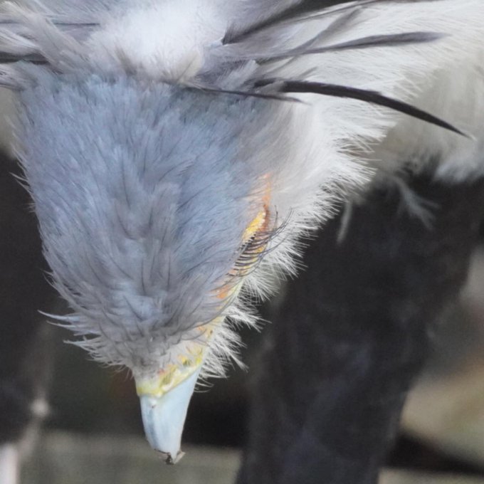 ヘビクイワシのtwitterイラスト検索結果