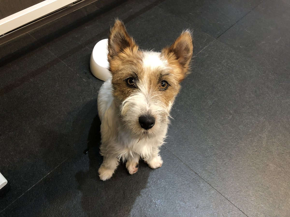 さっきからずーっとここにいる
じーと見つめて…なにかを訴えたいはず…☹️
#ジャックラッセルテリア #犬との暮らし #おかゆ