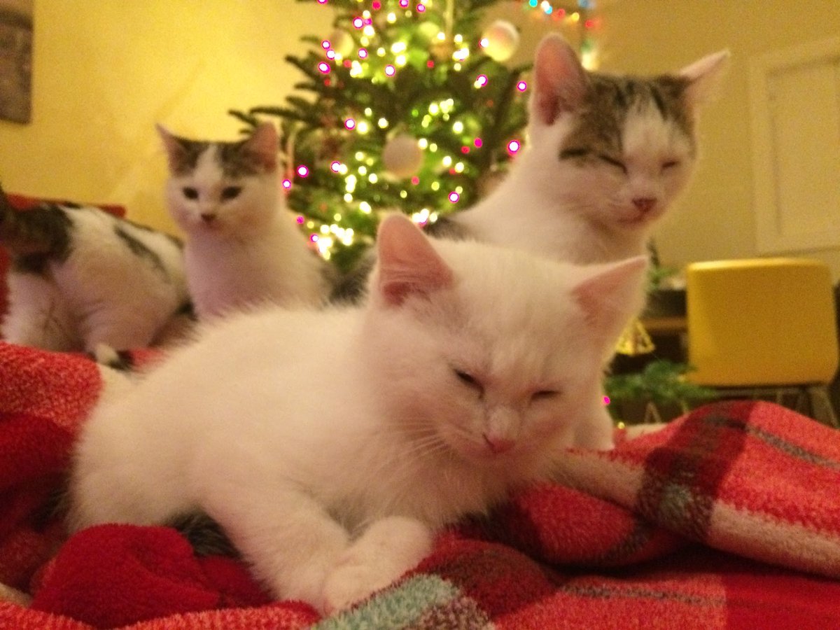 CDPAIRE's tweet photo. Meow-y Christmas
Some amazing photos from our fosterers and friends #fosterpets #AdoptDontShop #petforlife https://t.co/WzMlqLVdQa