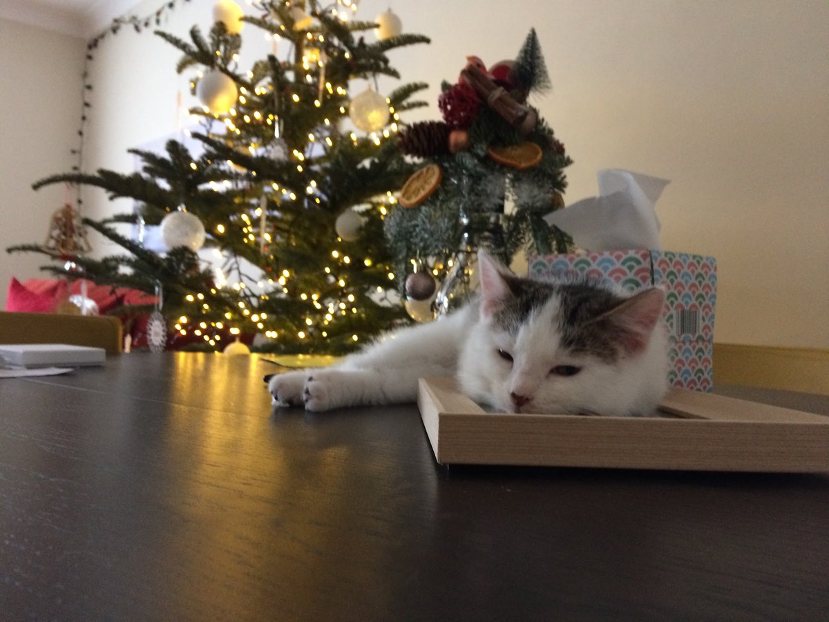 CDPAIRE's tweet photo. Meow-y Christmas
Some amazing photos from our fosterers and friends #fosterpets #AdoptDontShop #petforlife https://t.co/WzMlqLVdQa