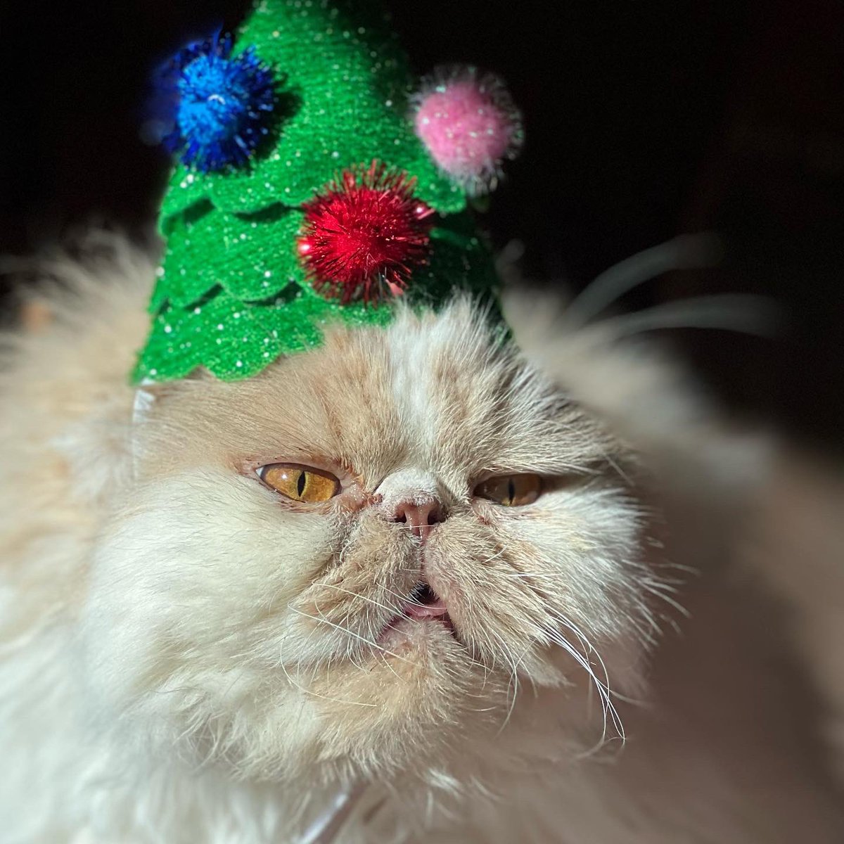 Fa lalalala,lalalala. #cat #catsoftwitter #christmas