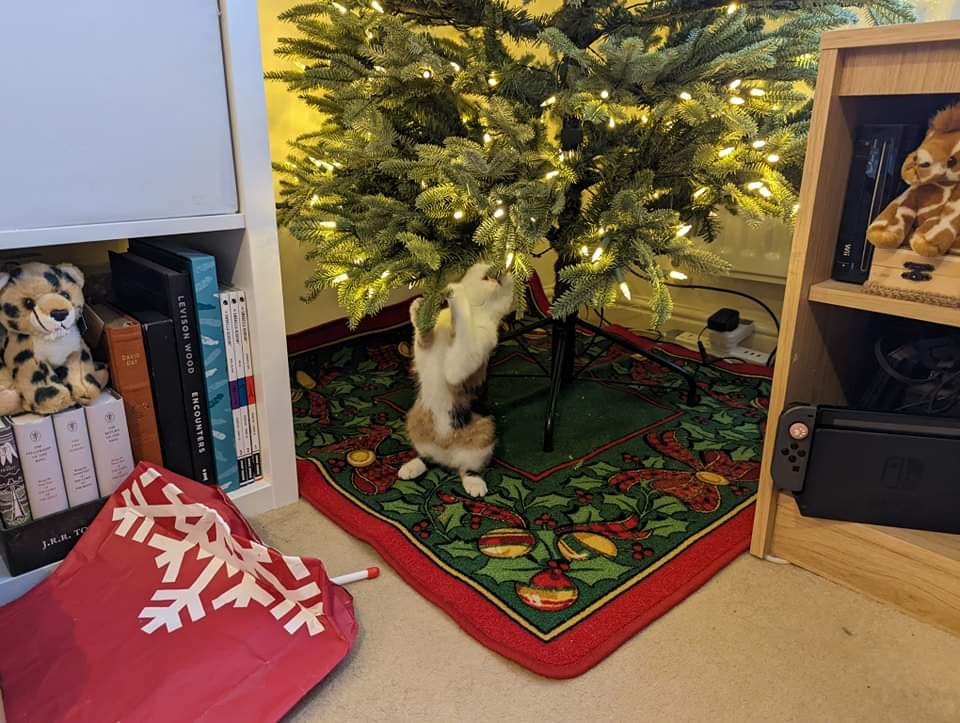 Let the destruction of the Christmas tree commence 😹 #CatsOnTwitter #catsatchristmas