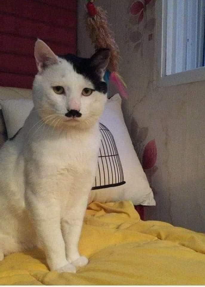 Tameside_Smurf's tweet photo. When you can't let your cat out in case he invades Poland https://t.co/CfiM99D2Jl