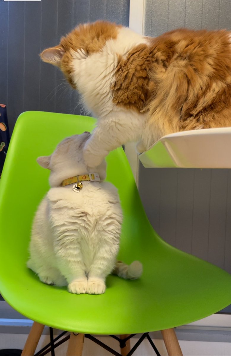 これが噂の 顎クイ か 少女漫画の1コマみたいなニャンコたちに ドキドキしちゃう 全文表示 Jタウンネット