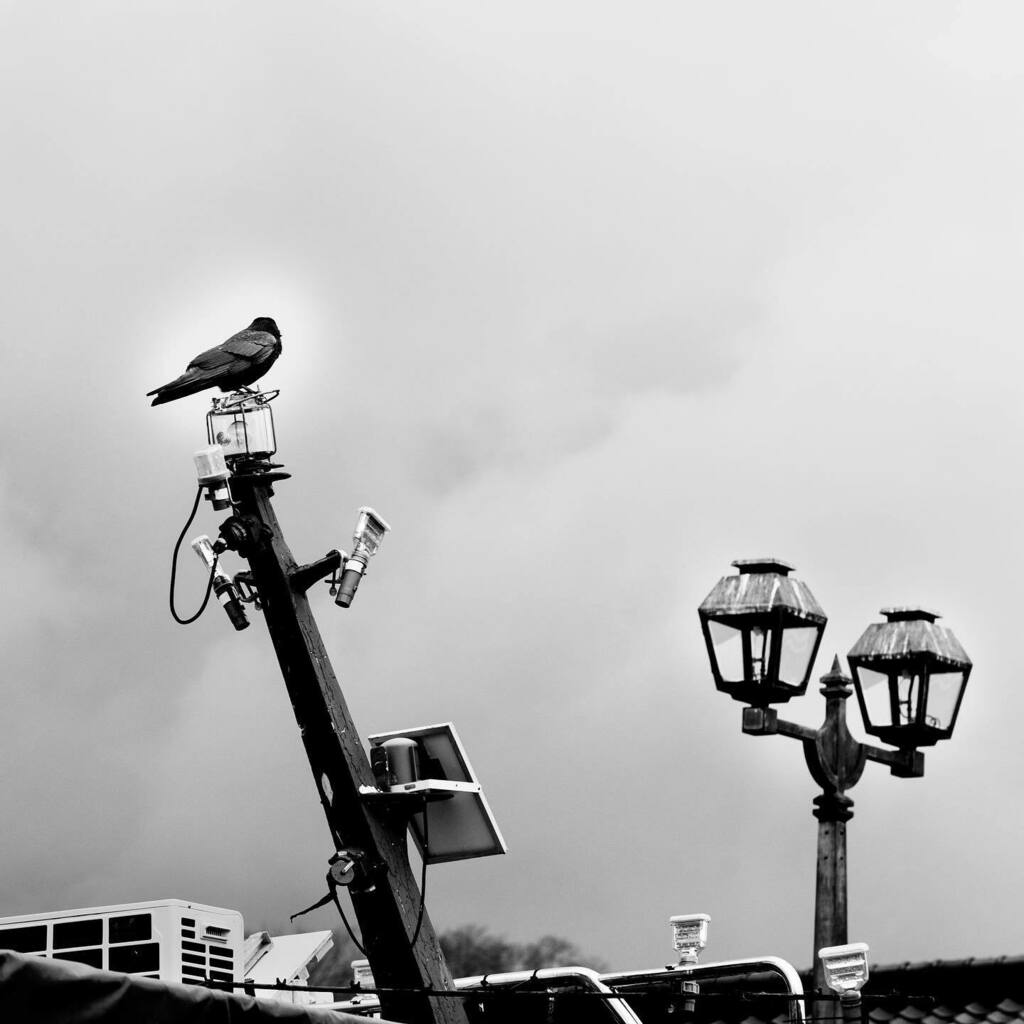 narcis_D's tweet photo. The crow saw.
カラスが見た。
#白黒
#monochrome
#monotone
#blackandwhite
#art
#bnw
#team_jp_モノクロ
#jp_gallery_bnw
#alpha99 https://t.co/zbfmO6SSRT https://t.co/DtUHSA6WmK