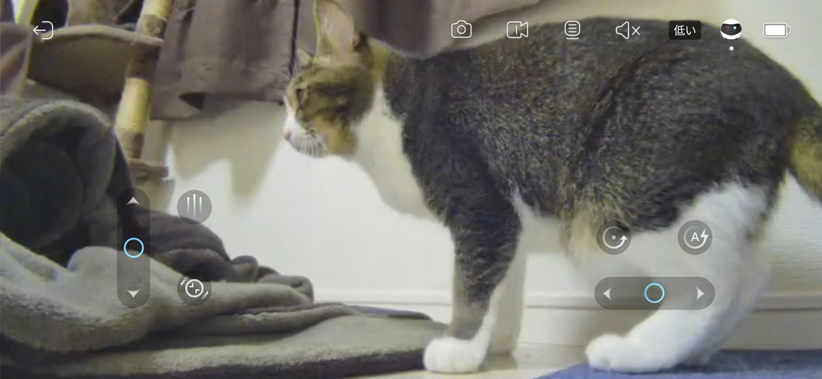 _cat_servant's tweet photo. 久々の出社だったんだけど… お猫様が寂しいのか騒いでた。普段は天井からカメラ(一枚目)で見てるんだけど、EBOで床からお猫様とコミュニケーション取ってみた(*‘ω‘ *)✨
ビビりなお猫様も興味津々ｗｗｗ 攻撃されてゴロゴロ転がっても問題ないみたい。これはいいガジェット!!

#EBO #enabot #EBOSE https://t.co/bA172bCgxh