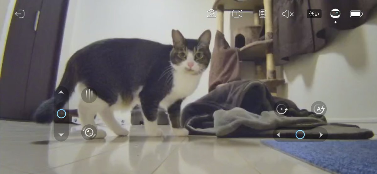 _cat_servant's tweet photo. 久々の出社だったんだけど… お猫様が寂しいのか騒いでた。普段は天井からカメラ(一枚目)で見てるんだけど、EBOで床からお猫様とコミュニケーション取ってみた(*‘ω‘ *)✨
ビビりなお猫様も興味津々ｗｗｗ 攻撃されてゴロゴロ転がっても問題ないみたい。これはいいガジェット!!

#EBO #enabot #EBOSE https://t.co/bA172bCgxh