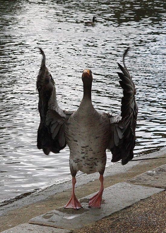 Niecy O'Keeffe tweet media