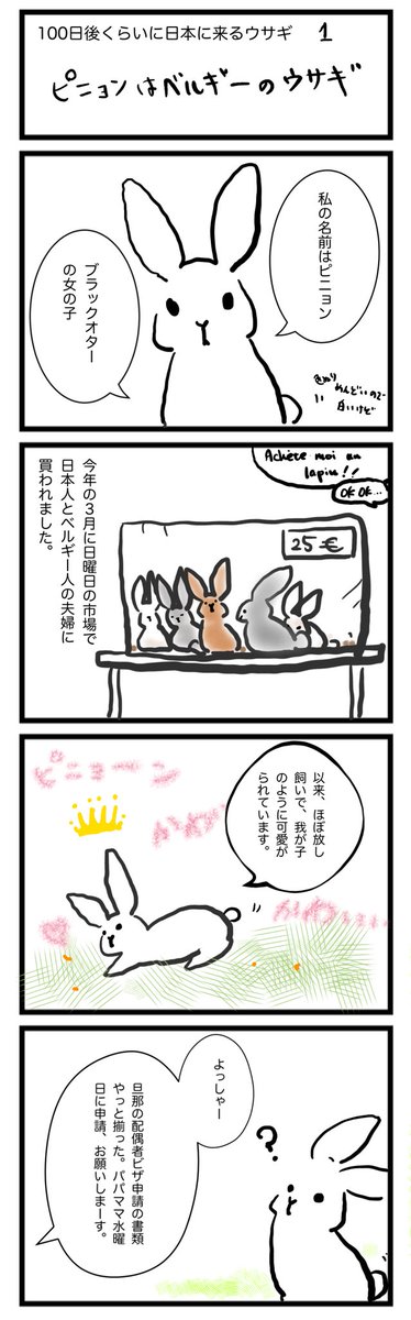 ピニョン ベルギー 日本 にきたウサギ Pignonlapine Twitter ピニョン ベルギー 日本 にきたウサギ Pignonlapine Twitter