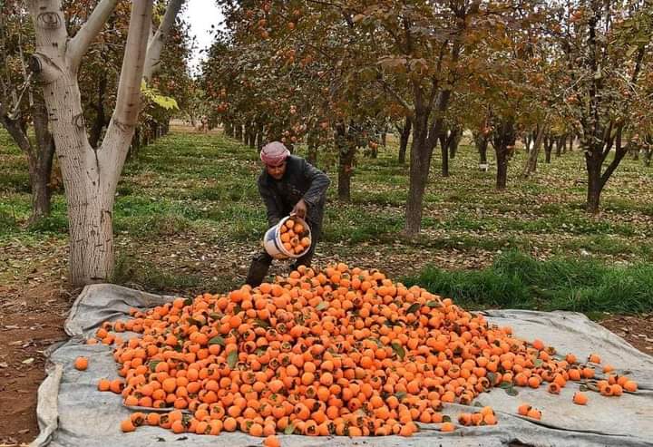 VisitAFG's tweet photo. The tasty &amp; delicious fruits of our beautiful Afghanistan. https://t.co/Ks8NfyaWW6