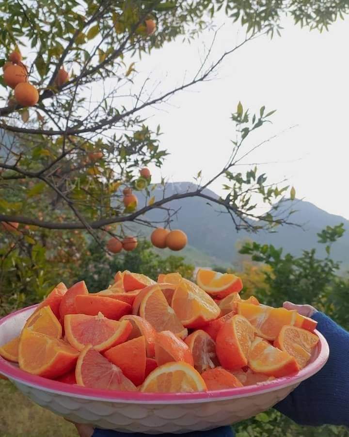 VisitAFG's tweet photo. The tasty &amp; delicious fruits of our beautiful Afghanistan. https://t.co/Ks8NfyaWW6