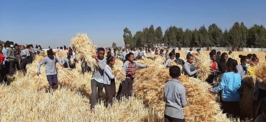 BerhanuNegaB's tweet photo. በዛሬው እለት በተለያዩ የሀገራችን ክፍሎች የሚገኙ የሁለተኛ ደረጃ ተማሪዎች እና መምህራን ሰብል በመሰብሰብ፣ ደም በመለገስ እና ሌሎች ማኅበራዊ አገልግሎቶችን ሲያከናውኑ ውለዋል፡፡

#Ethiopia
https://t.co/h7DnHNpHMi https://t.co/g1ab6oOEyo