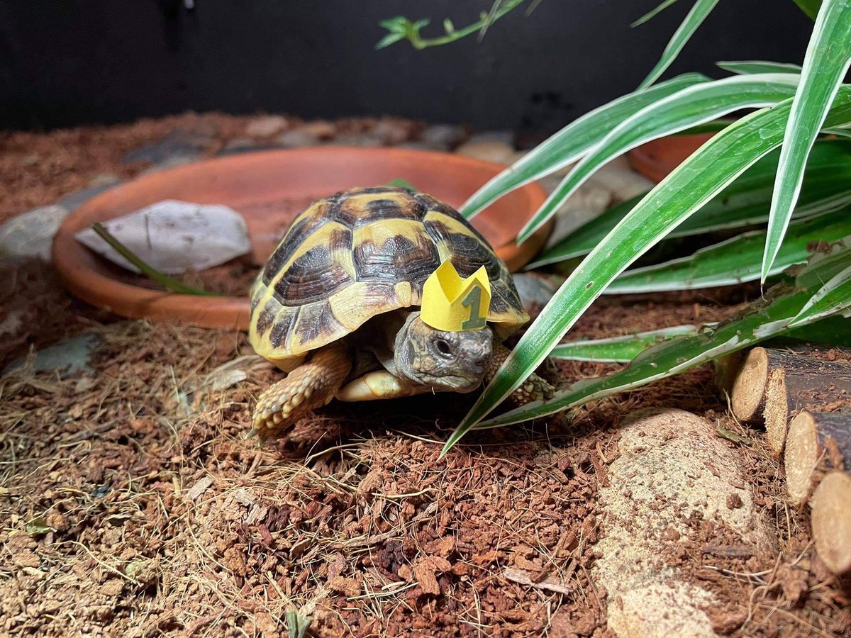 goose_business's tweet image. For anyone wondering who the little star of Sizeable is, meet RL Pippin the Tortoise! 🐢

Make sure to donate to the @jinglejam 2021 through the link below! 🎄

jinglejam.tiltify.com

#Sizeable #JingleJam2021 #tortoise #indiegame