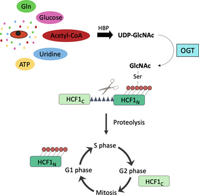 StemCellsJournl's tweet photo. O‐GlcNAc transferase is required to maintain satellite cell function
#musclestemcells #nutrientsensing #regenerativemyogenesis #stemcells
https://t.co/PzEjr1BUFP https://t.co/63npZzsLah