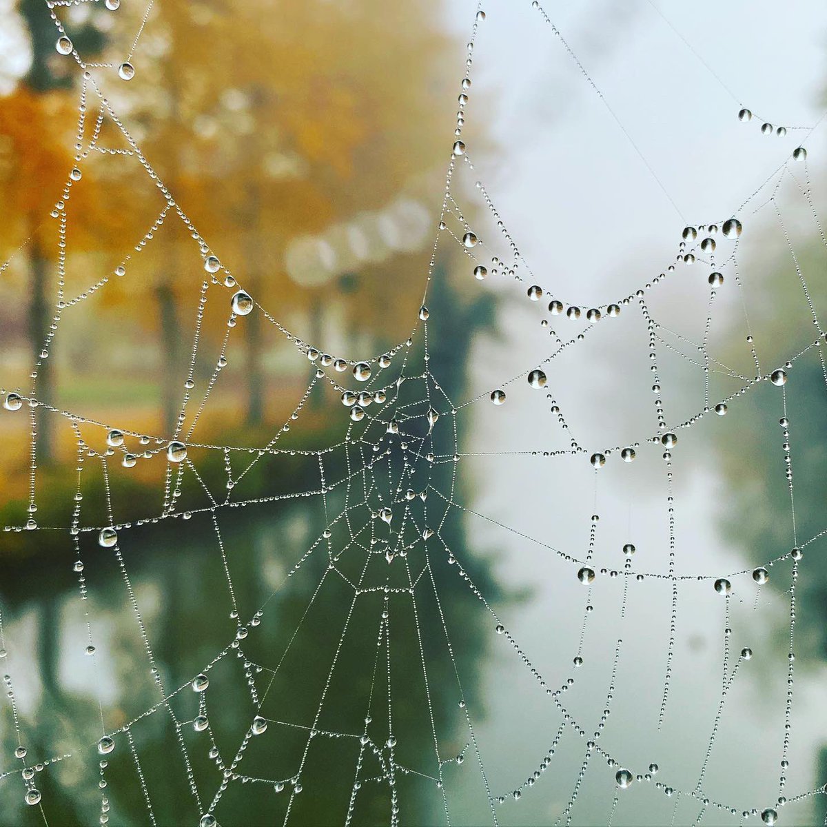 SoniaHivert's tweet photo. #photo #photooftheday #photography #photographie #landscapephotography #landscape #paysage #toiledaraignee #spiderweb #spiderwebs #autumn #automne #autumnvibes #colors #autumcolors #promenadenewton #ofcourselemans #soniahivert https://t.co/fu86YWzVMo