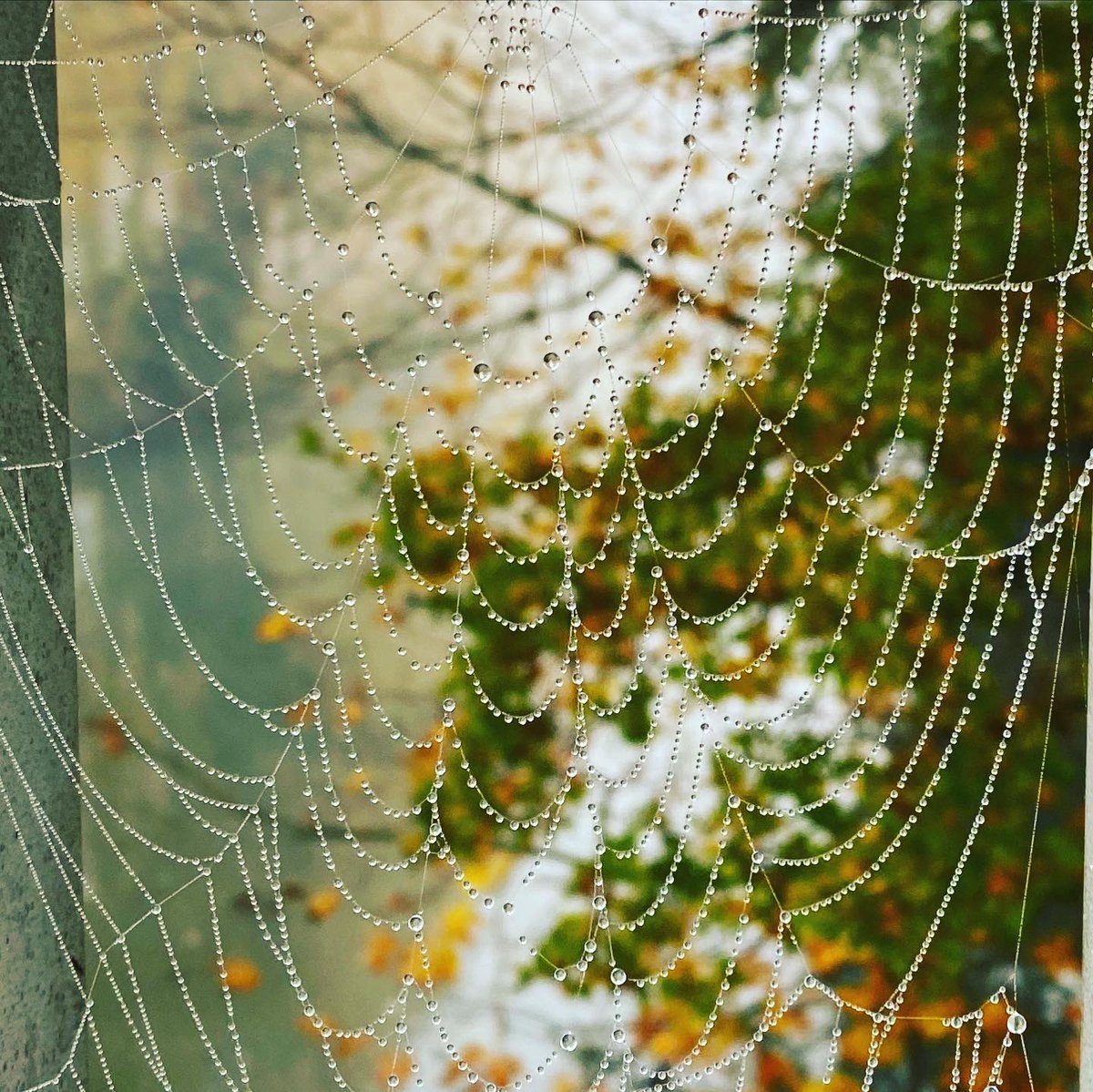 SoniaHivert's tweet photo. #photo #photooftheday #photography #photographie #landscapephotography #landscape #paysage #toiledaraignee #spiderweb #spiderwebs #autumn #automne #autumnvibes #colors #autumcolors #promenadenewton #ofcourselemans #soniahivert https://t.co/fu86YWzVMo