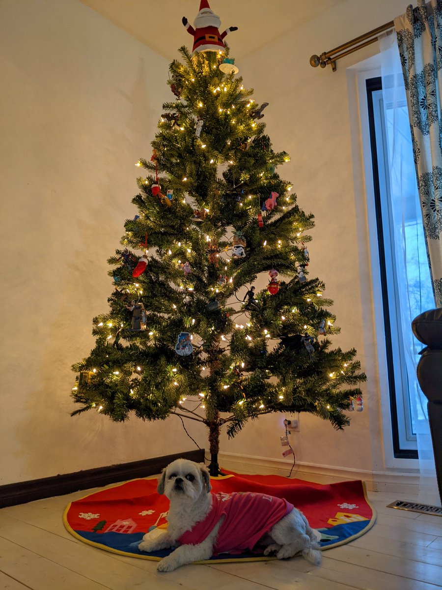 Tree is up!! Look how nice I am laying infront of the tree!! I know there a treat waiting for me that why.  Bribes almost always work!!
