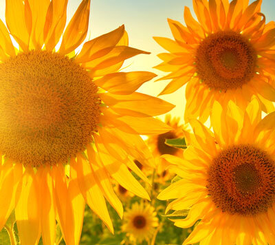 Thanks to continued producer levy support and funding from the Diverse Field Crops Cluster, researchers are making confectionary #sunflower crops competitive in an international market by advancing outdated #genetics. 
Learn More dfcc.ca/sunflower-1