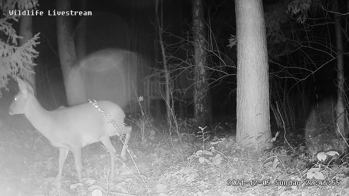 Nature4Explorer's tweet photo. Almost 24h in operating the wildlife livestream (testing mode) results are looking look good so far. https://t.co/Fk0XeLlCRC