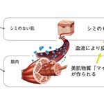 下半身の筋肉量が多いと、顔のシミが少なくなる!？