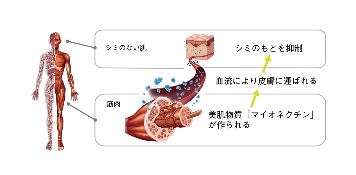 下半身の筋肉量が多いと、顔のシミが少なくなる！？