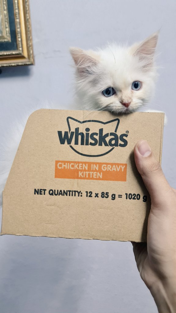 NKonain's tweet photo. Kitten in chicken gravy.
Order now.
@WhiskasIndia https://t.co/lwJAqt103t
