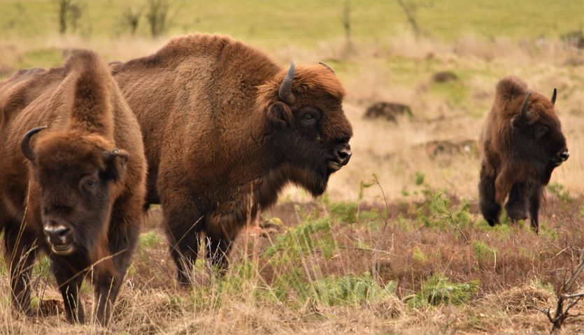 Op de valreep van de herfst op Safari op de Veluwe? Dat kan!
Met een ervaren gids probeer je Wisenten te spotten en leer je ondertussen alles over hun prachtige leefgebied.

Reserveer je plek snel via wisentopdeveluwe.nl/reserveren

📸 <a href="/BrigitteRadius/">Brigitte Radius</a>