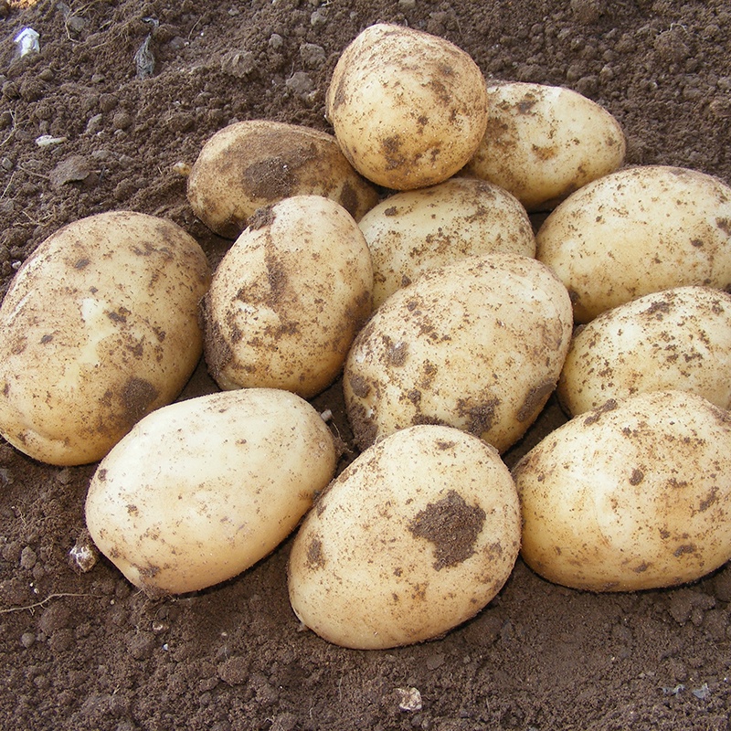A recent introduction bred in the Netherlands, Potato Melody is a good maincrop all-rounder with high yields of smooth, easy-peel potatoes. Perfect for storing right through the winter months!

Tubers despatching from January 🥔
mr-fothergills.co.uk/Potato-Melody-…